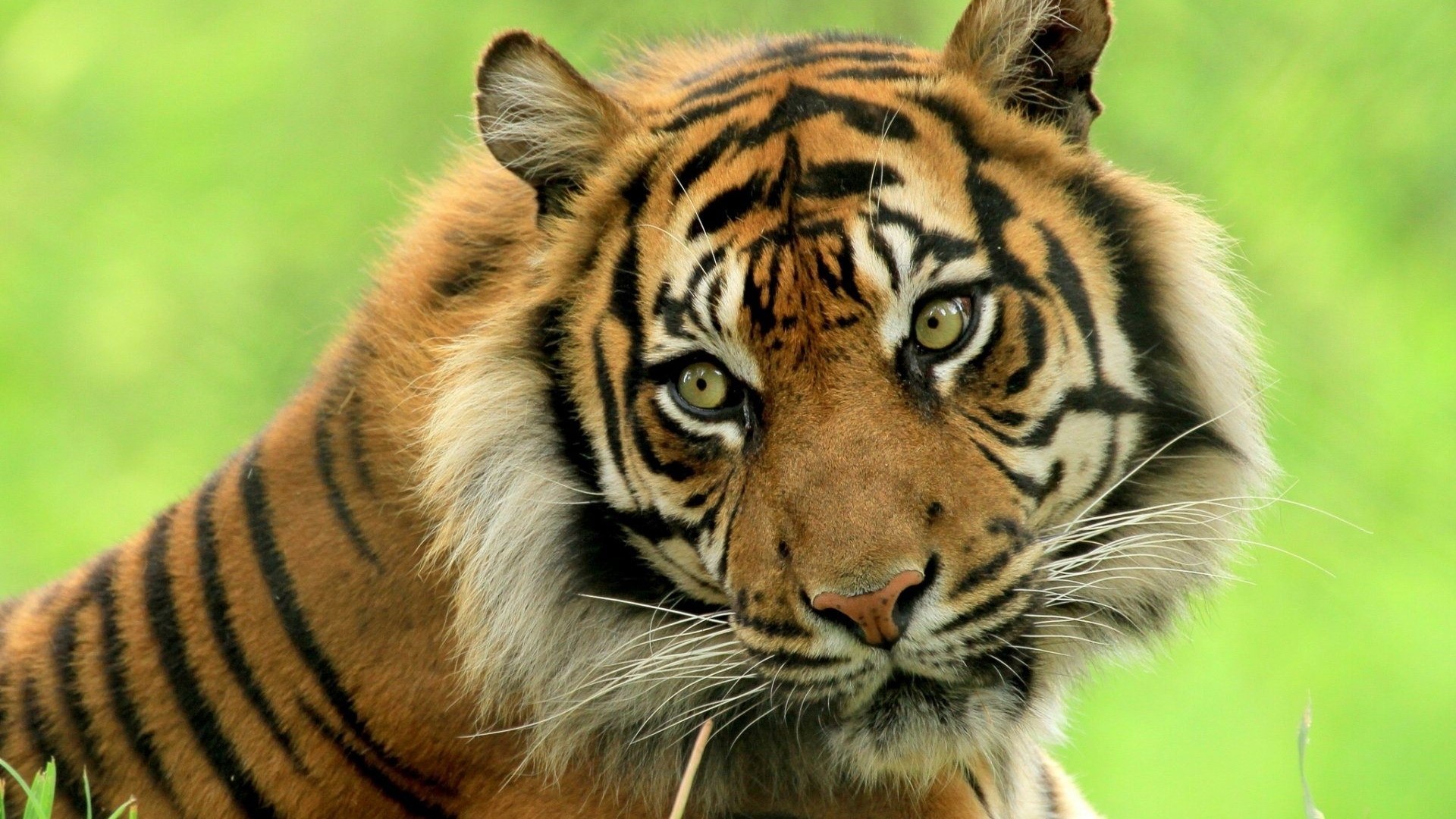 Tiger close-up portrait HD Wallpaper