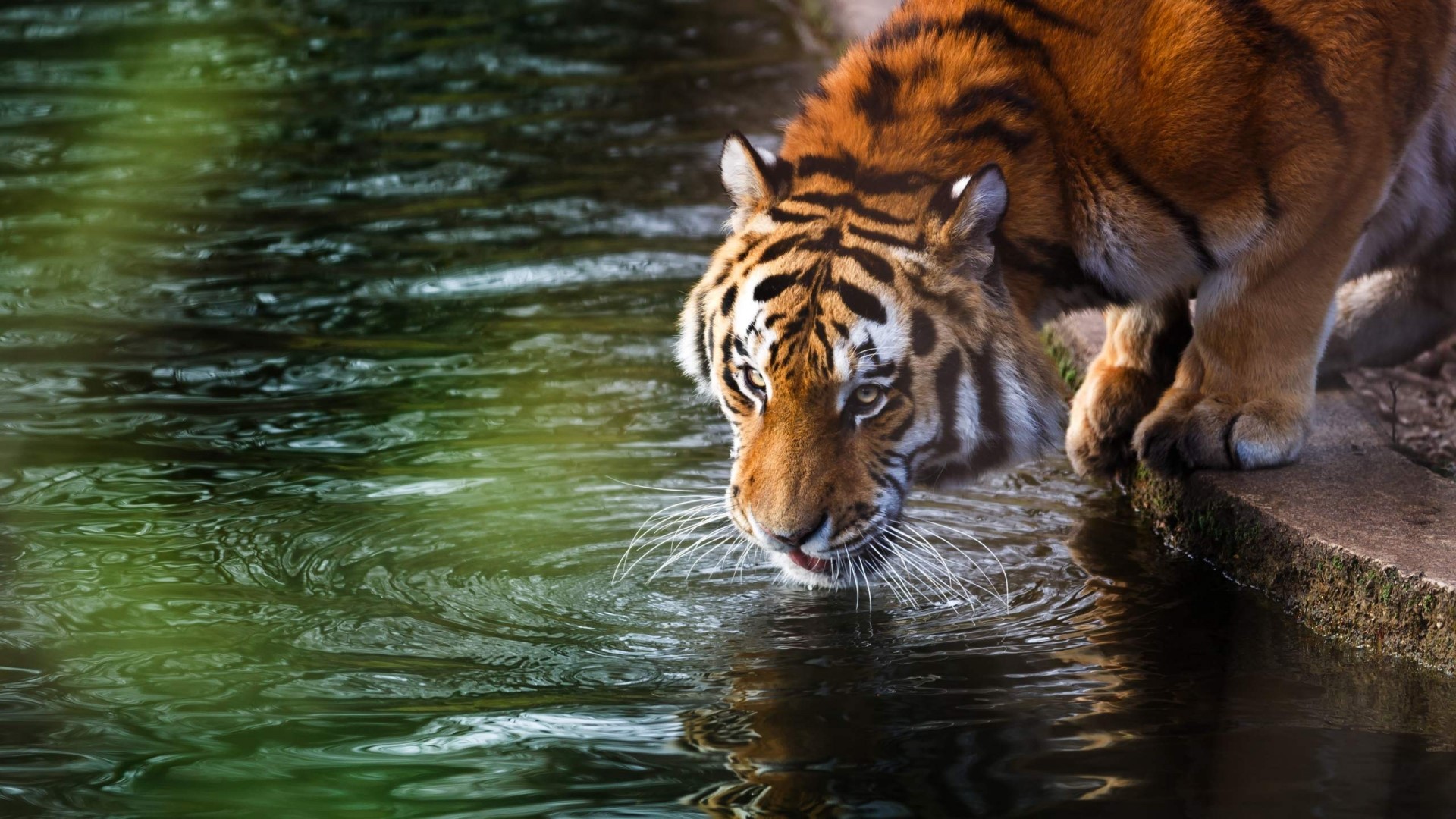 Tiger drinking water from a pond HD Wallpaper