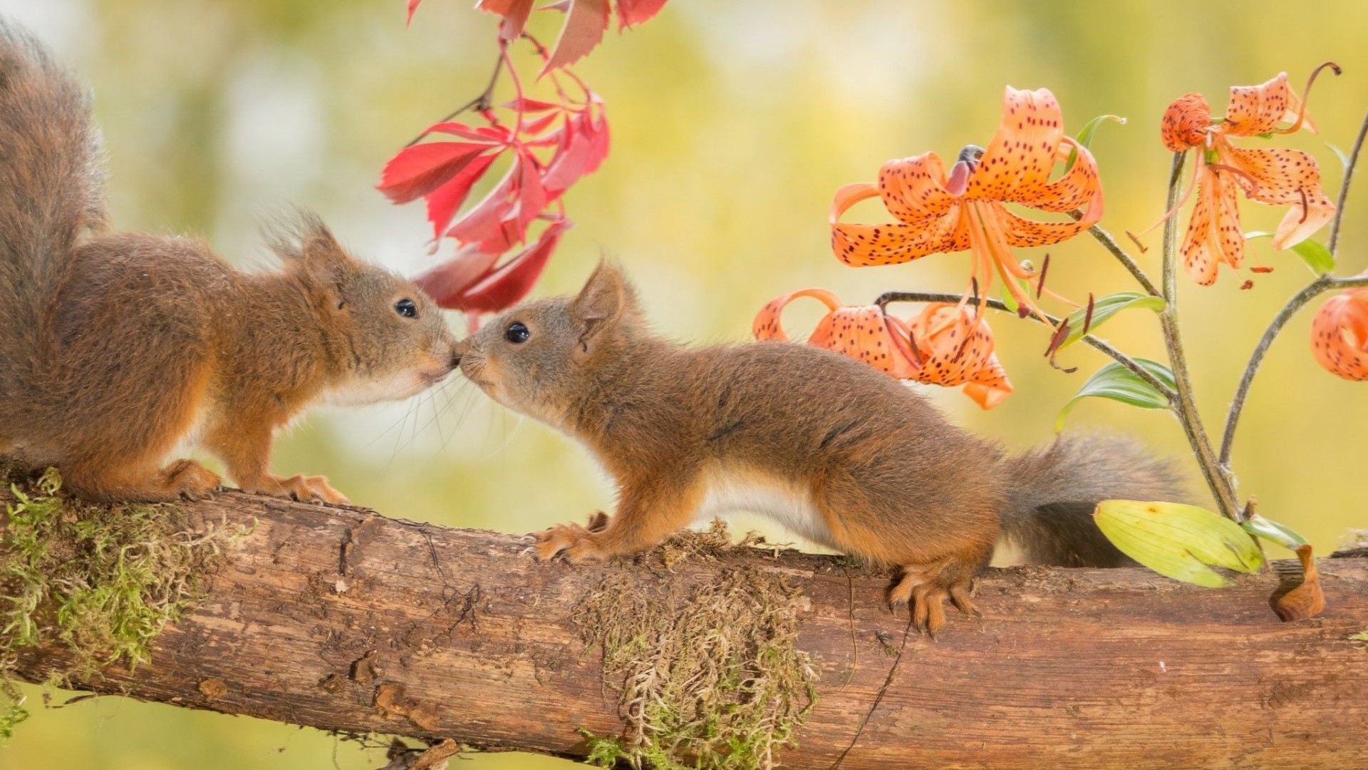 Two cute squirrels kissing on a branch with flowers HD Wallpaper