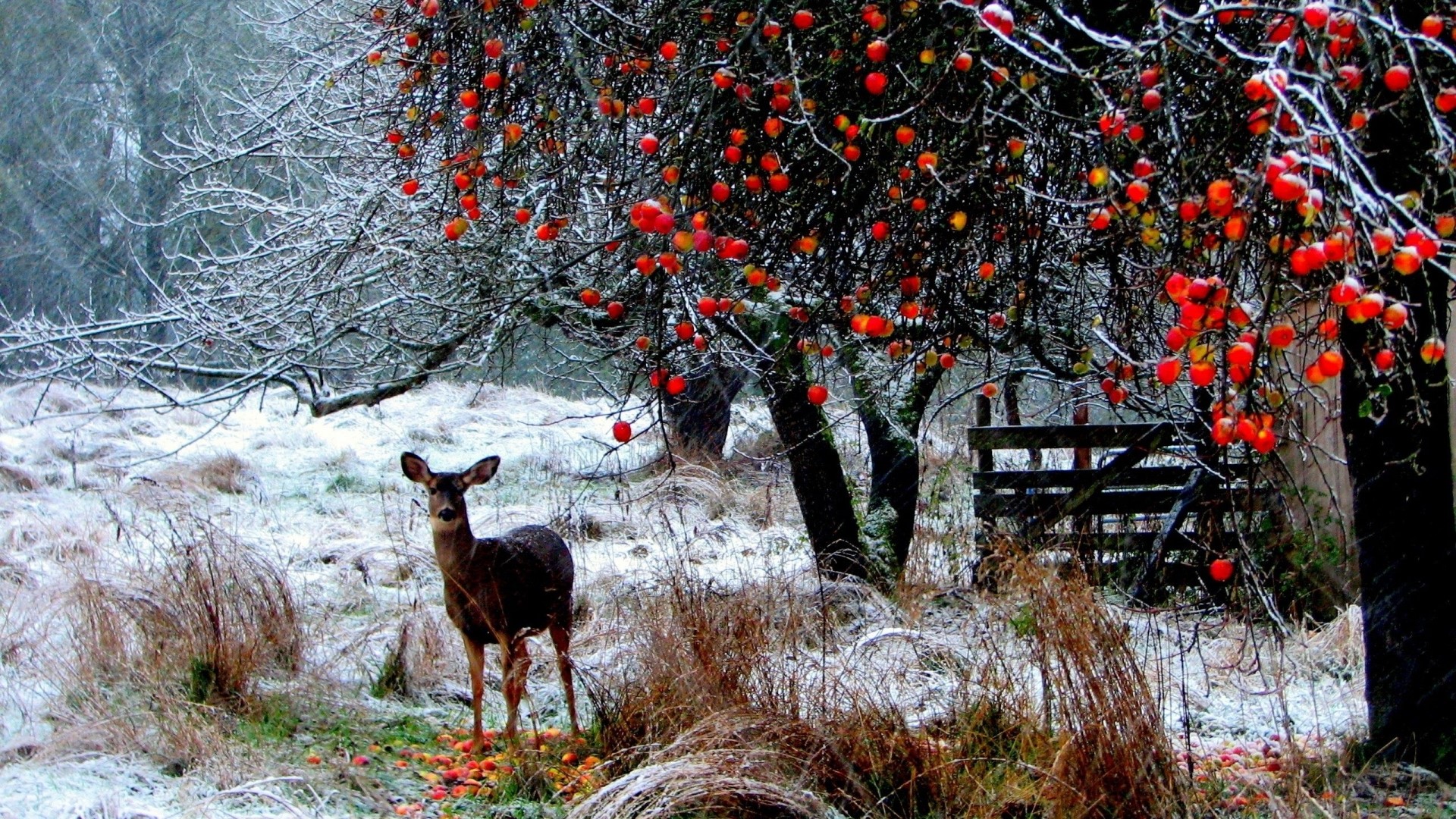 Deer near apple tree in snow HD Wallpaper