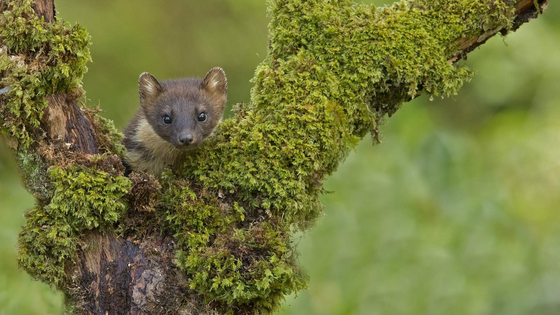 Small animal peeking from mossy tree branch HD Wallpaper