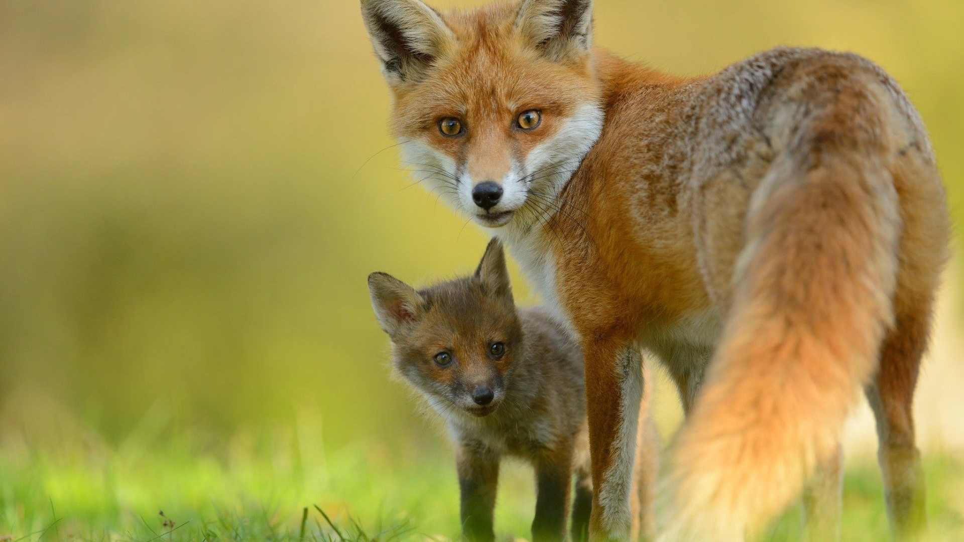 Mother and baby red foxes in grassy field HD Wallpaper