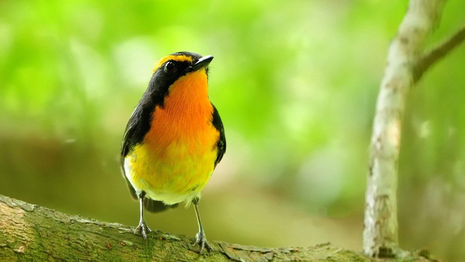 Flycatcher bird perched on a branch HD Wallpaper