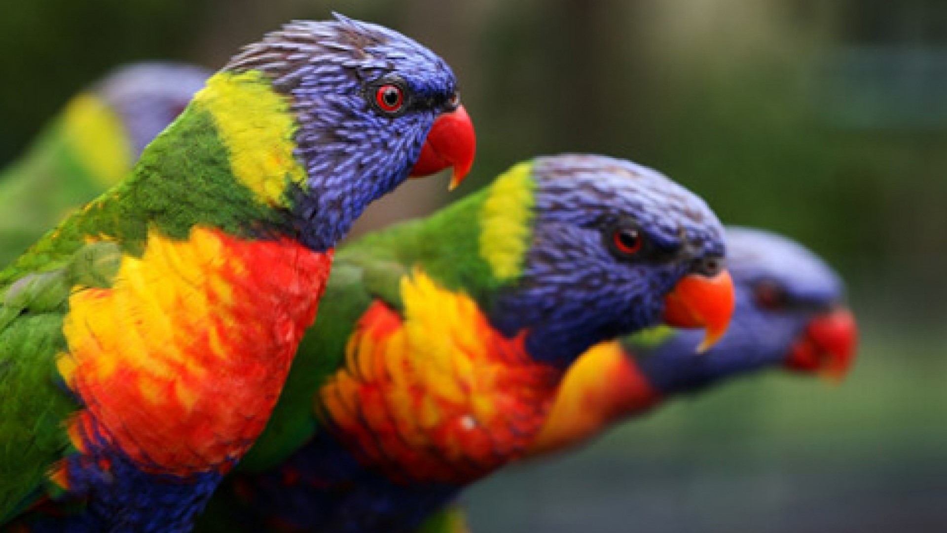Rainbow Lorikeets in a natural setting HD Wallpaper
