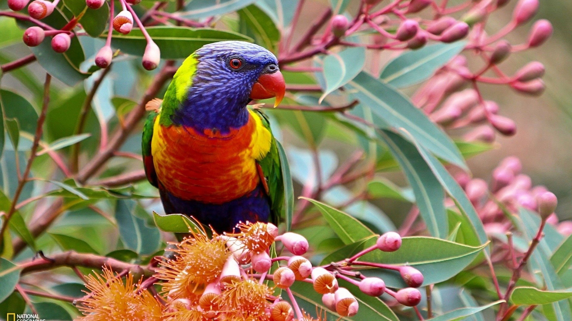 Rainbow Lorikeet perched on a flowering eucalyptus tree HD Wallpaper