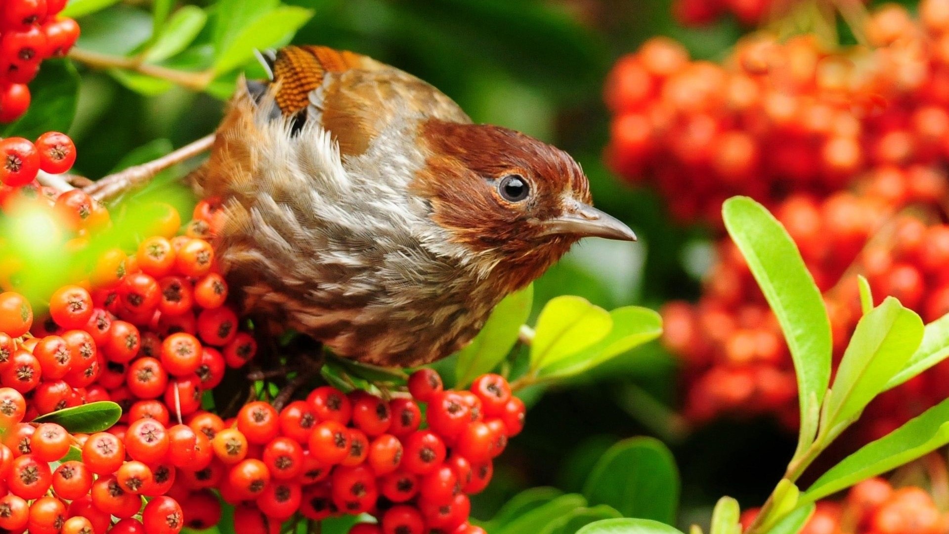 Brown bird perched on red berries HD Wallpaper