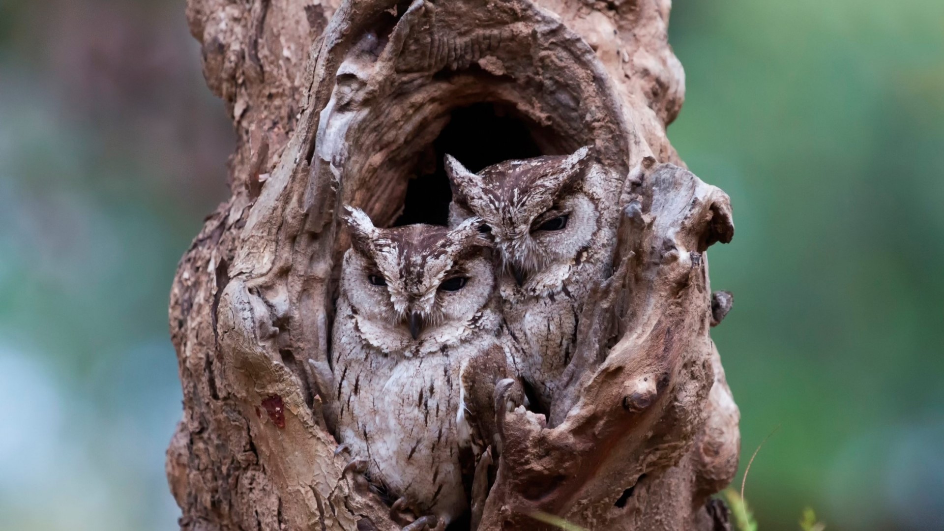 Two owls camouflaged in a tree hollow HD Wallpaper
