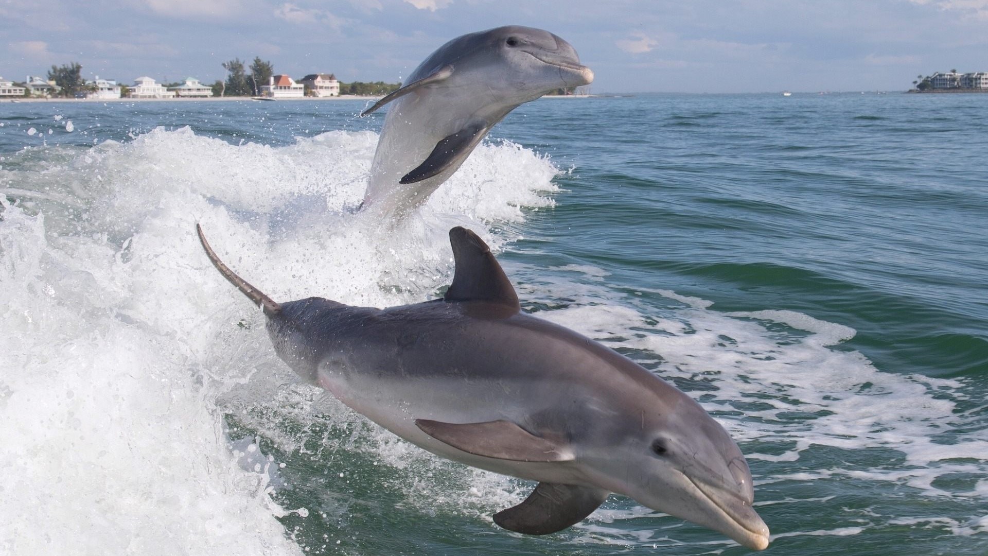 Two Dolphins Jumping Out of the Water HD Wallpaper