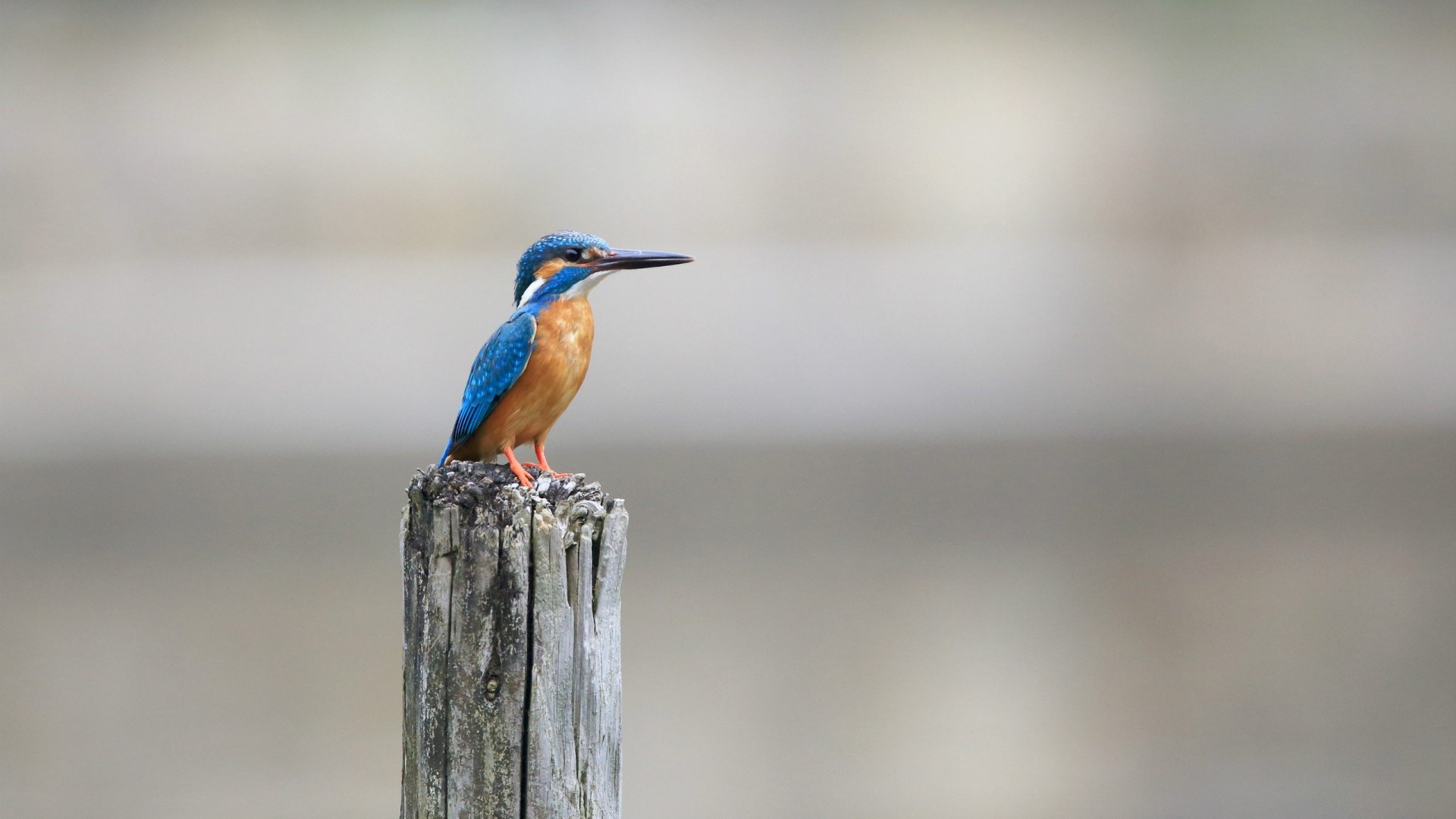 Kingfisher perched on a wooden post HD Wallpaper