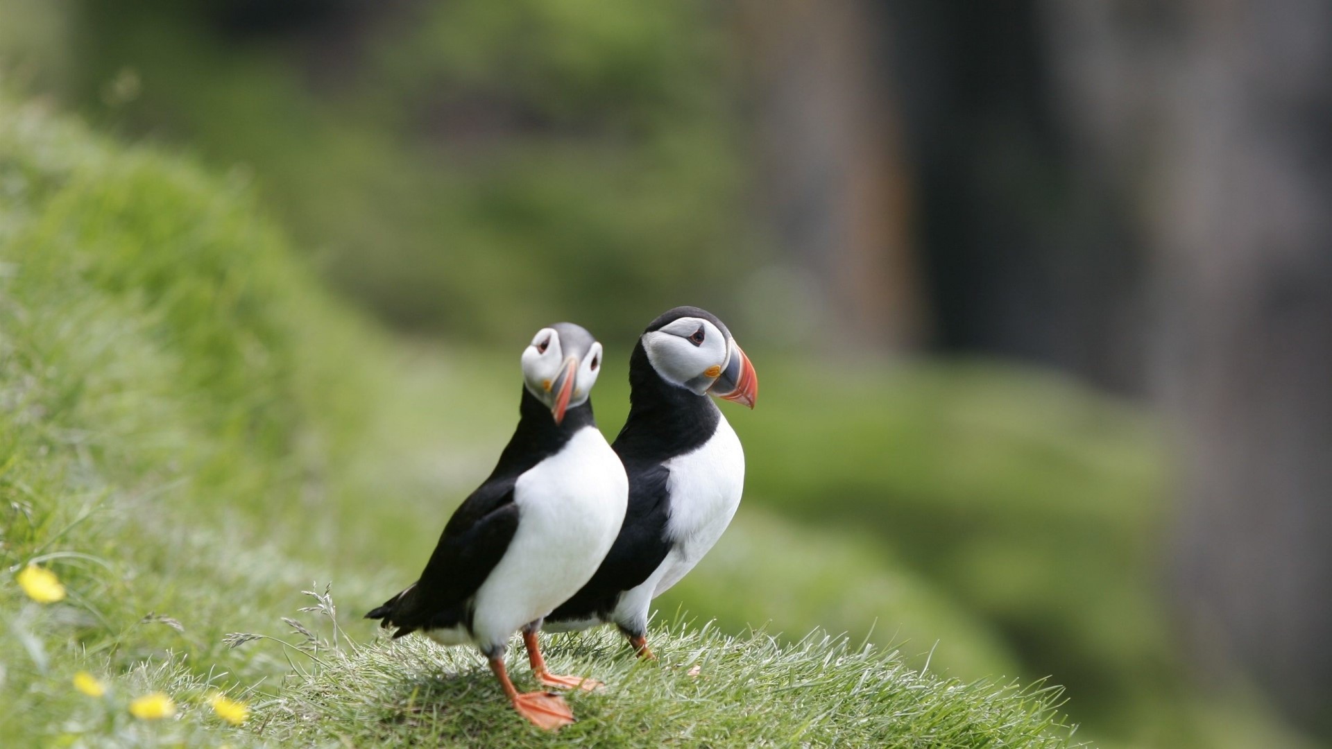 Two Puffins on a Grassy Hillside HD Wallpaper