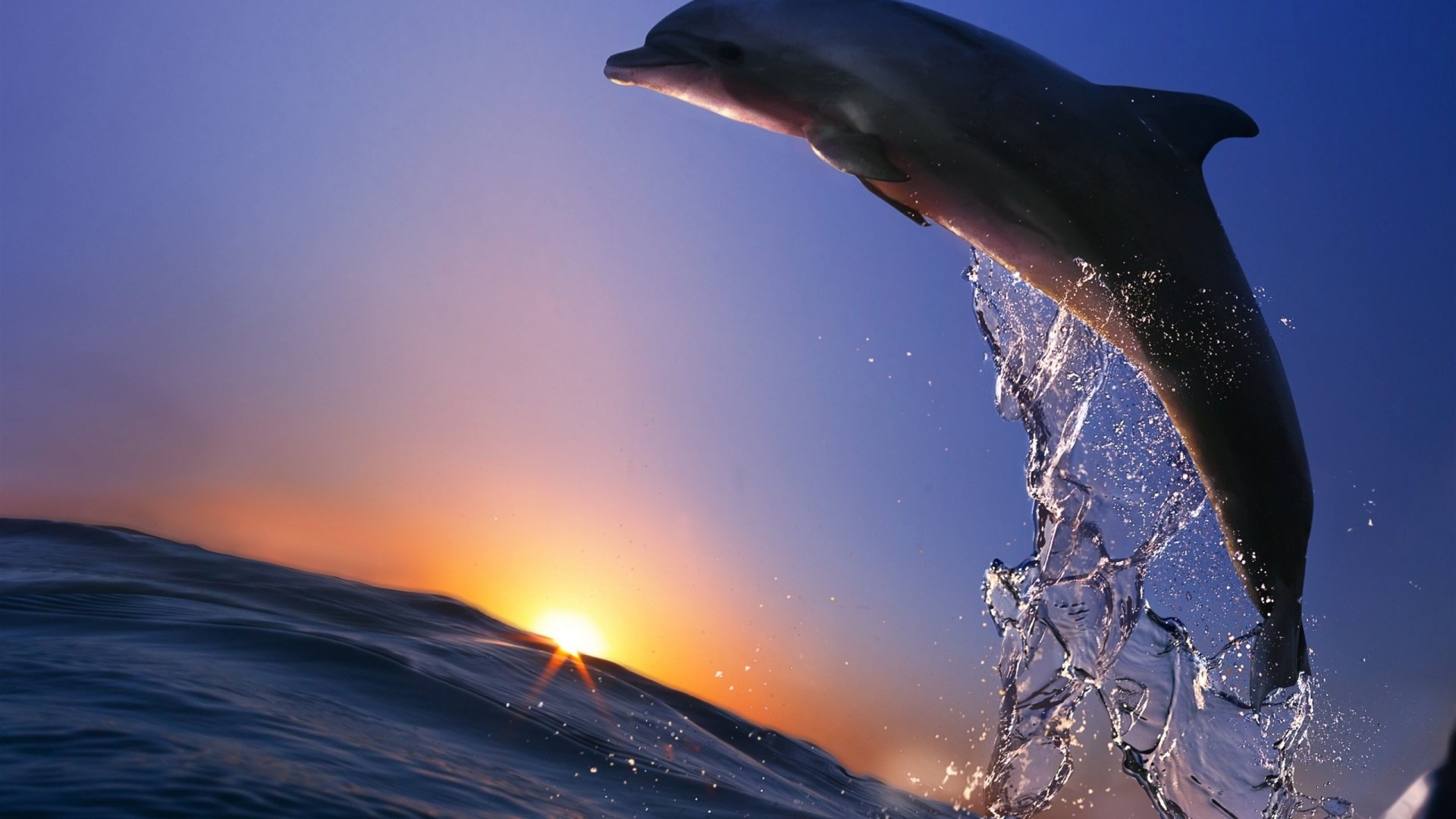 Dolphin jumping out of the ocean at sunset HD Wallpaper
