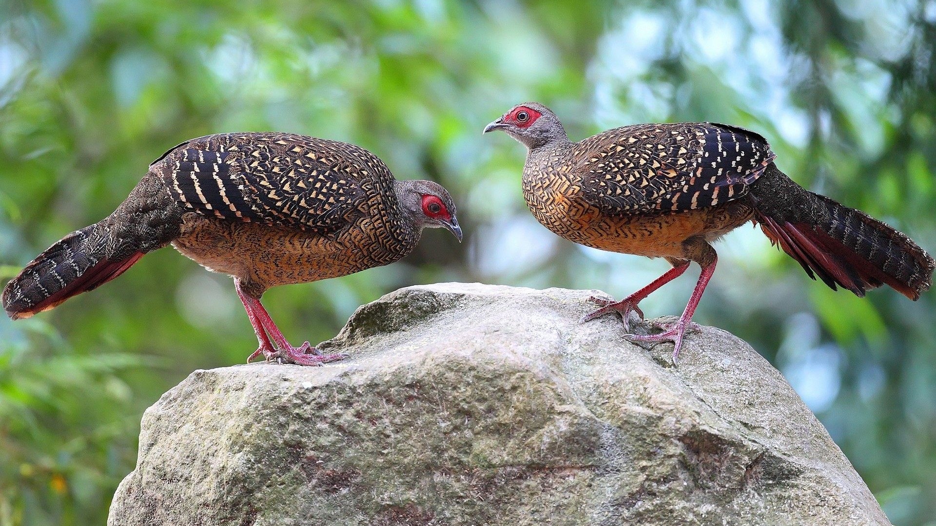 Two pheasants on a rock HD Wallpaper
