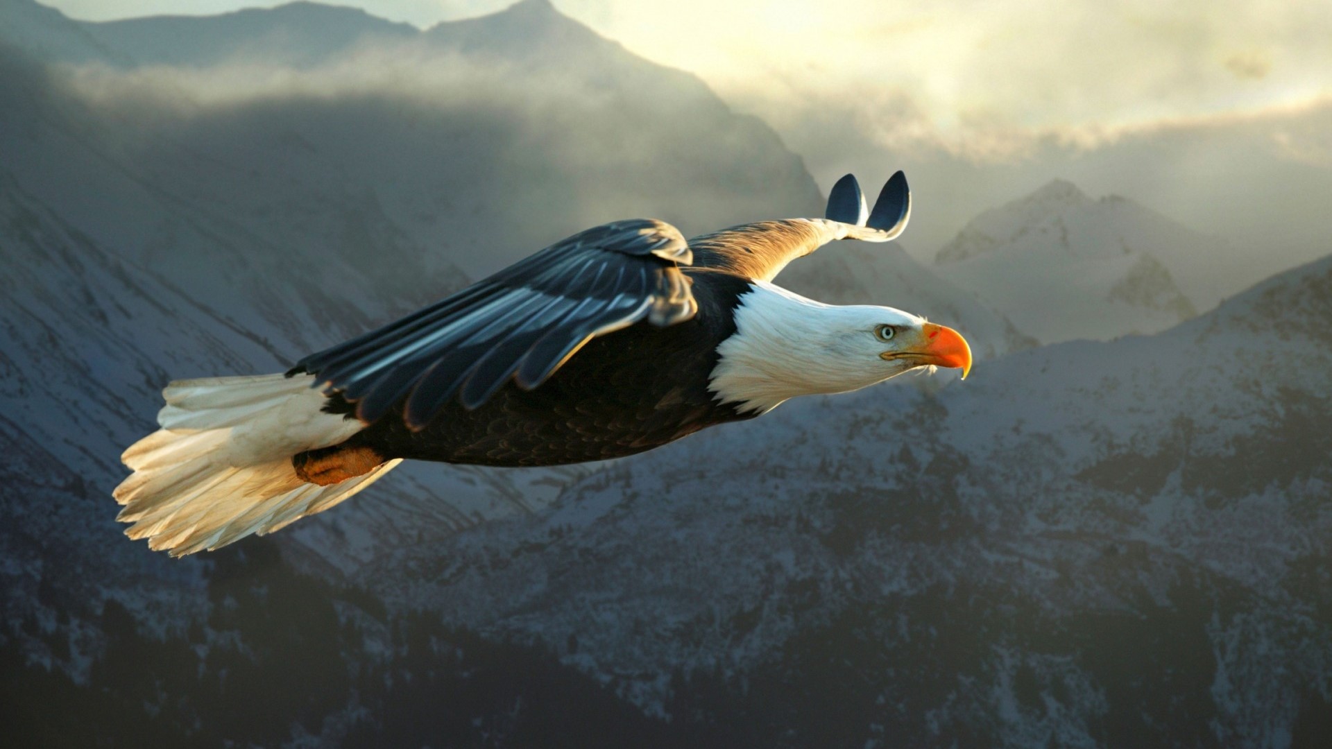 Bald Eagle Flying Over Snowy Mountains HD Wallpaper