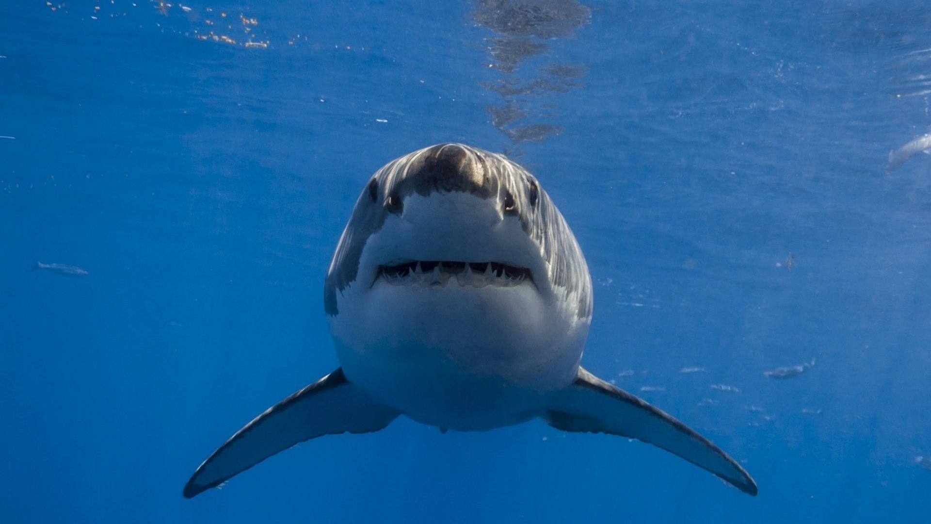 Great White Shark Underwater HD Wallpaper