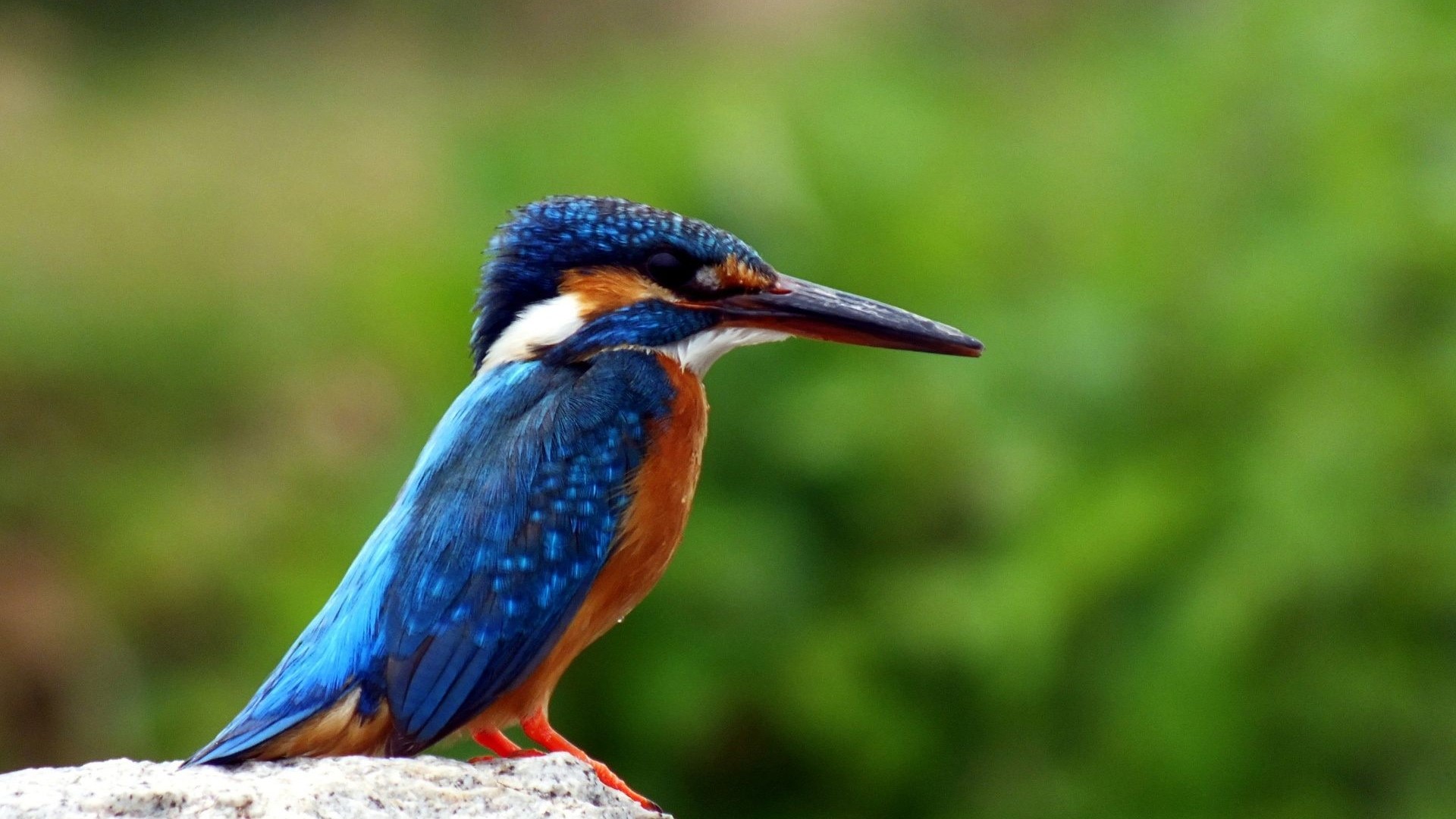 Kingfisher bird perched on a rock HD Wallpaper