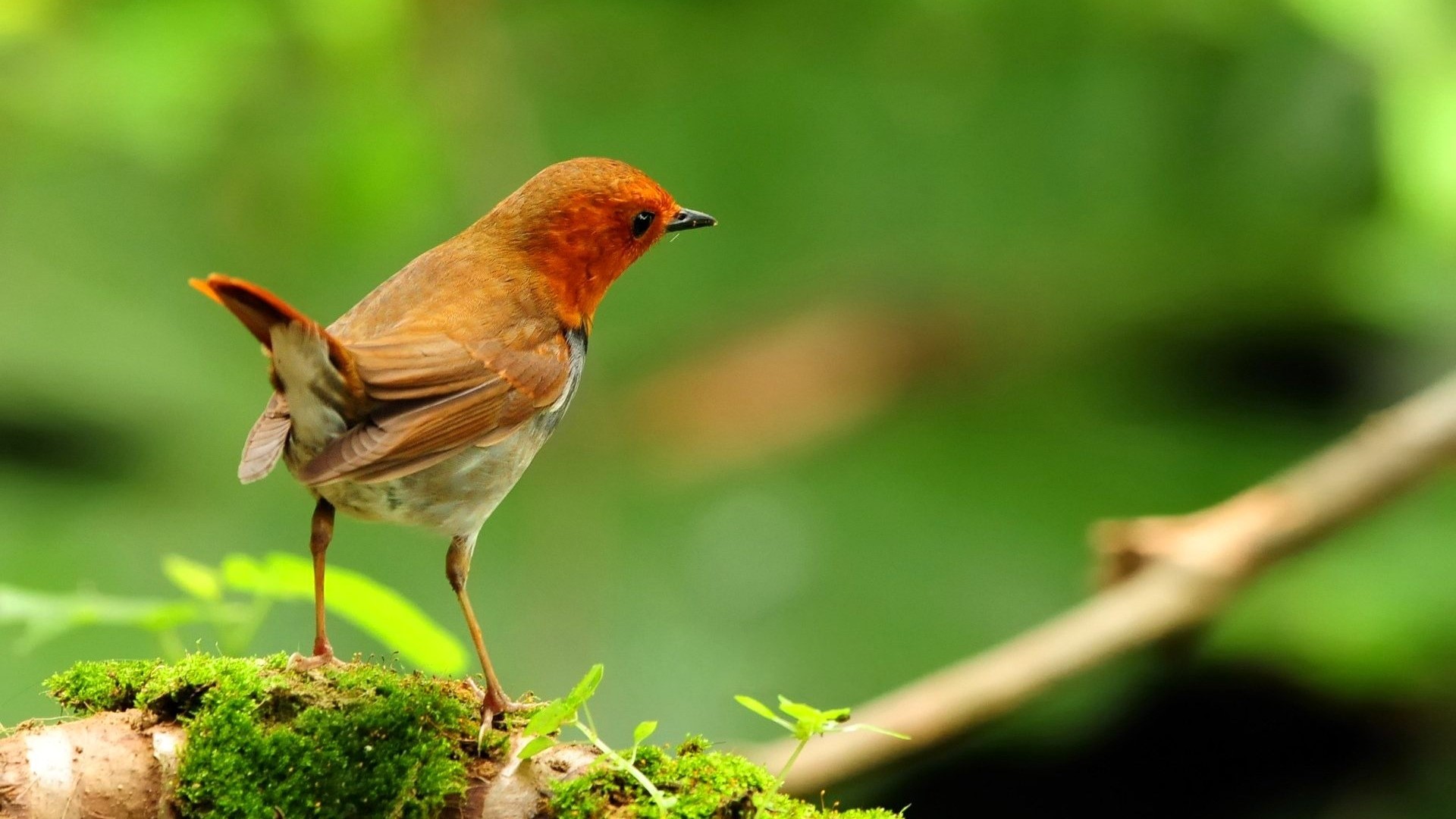 Robin bird perched on mossy branch HD Wallpaper