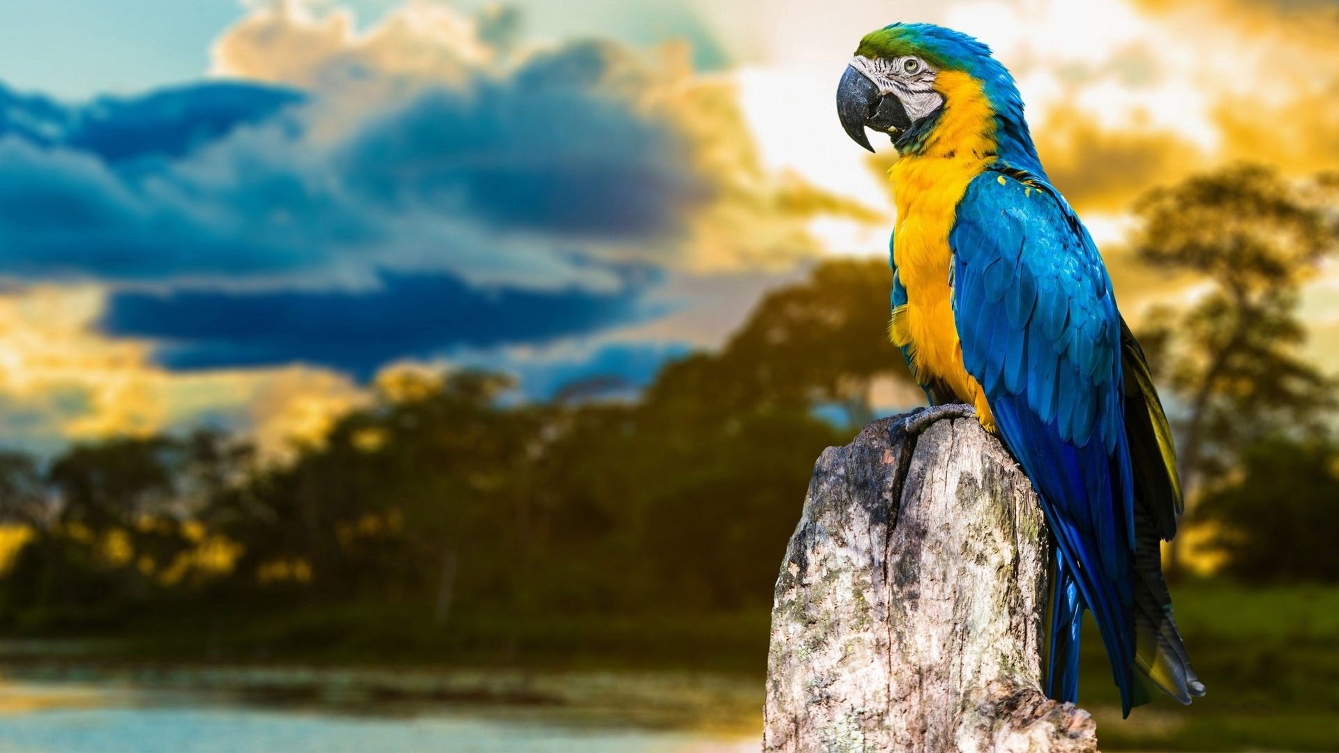 Blue and yellow macaw perched on a tree stump HD Wallpaper