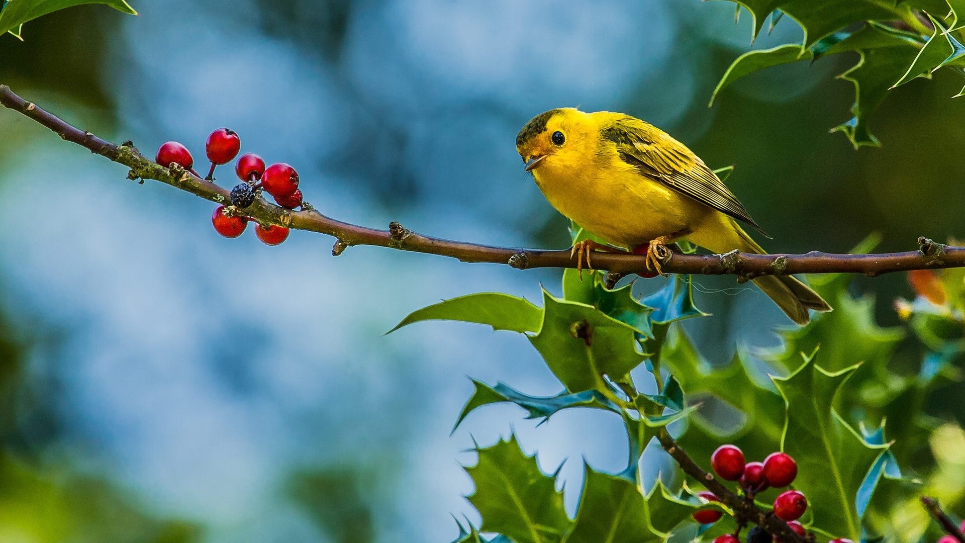 Yellow bird on a branch with red berries HD Wallpaper