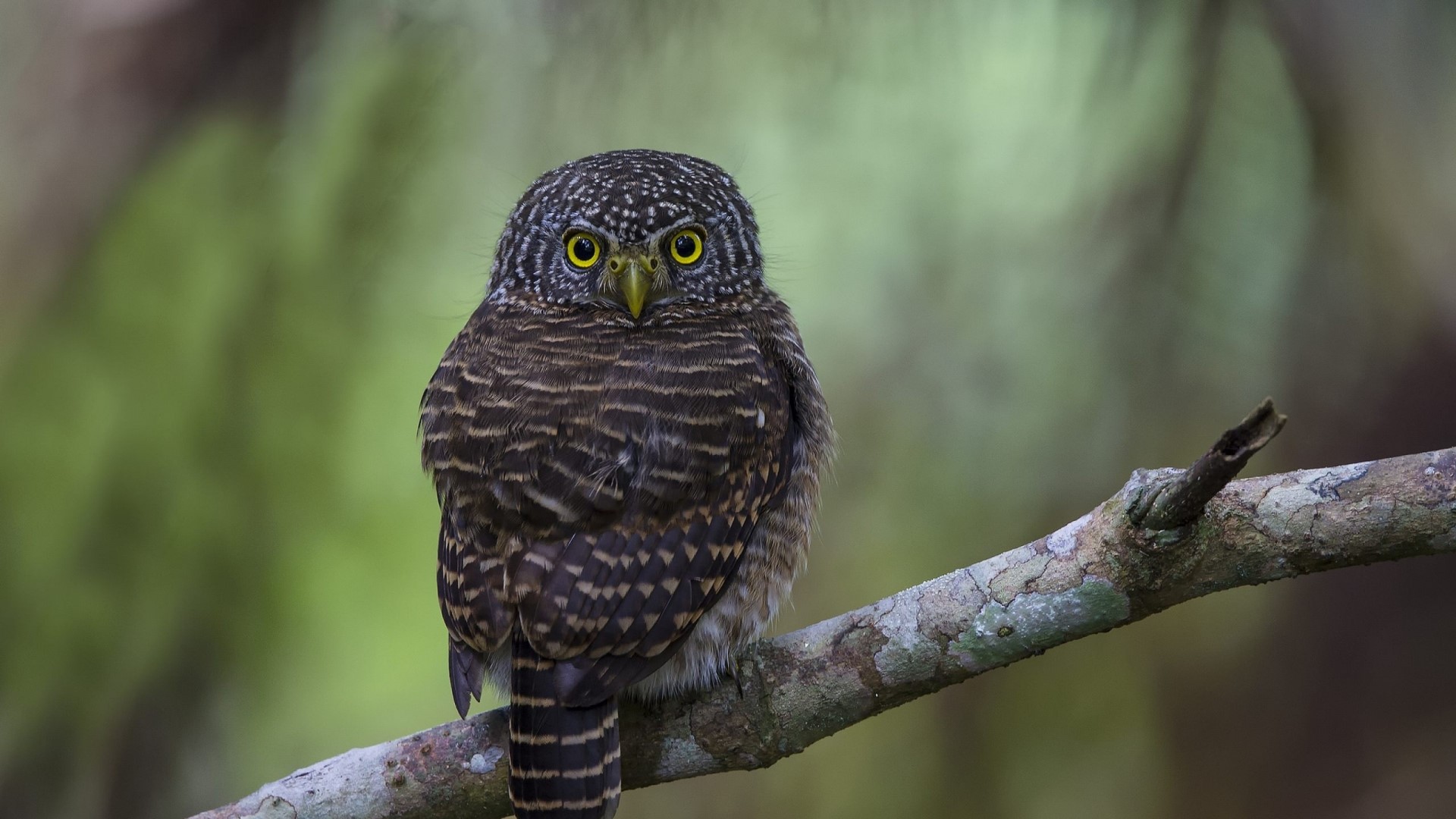 Small owl perched on a branch HD Wallpaper