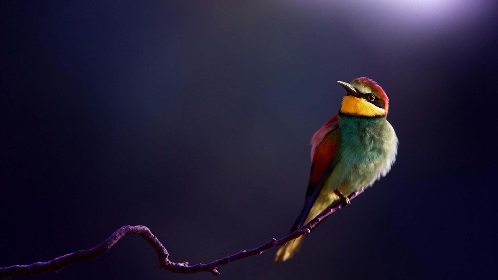 Colorful bird perched on a branch HD Wallpaper
