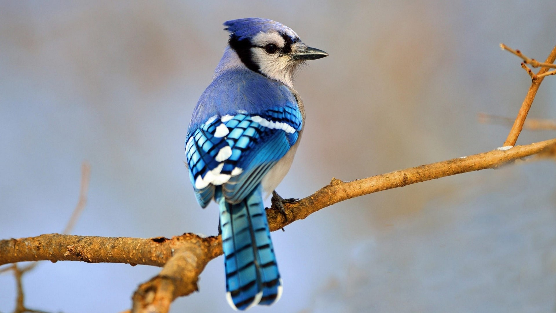 Blue Jay perched on a branch HD Wallpaper