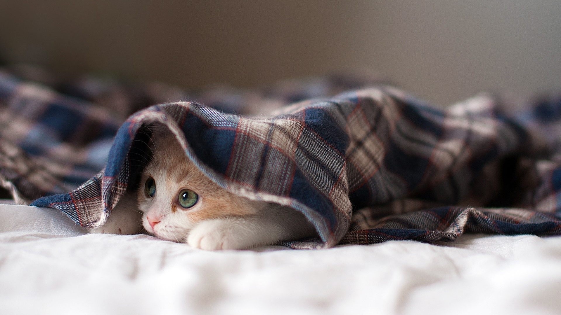 Kitten peeking from under a plaid blanket HD Wallpaper