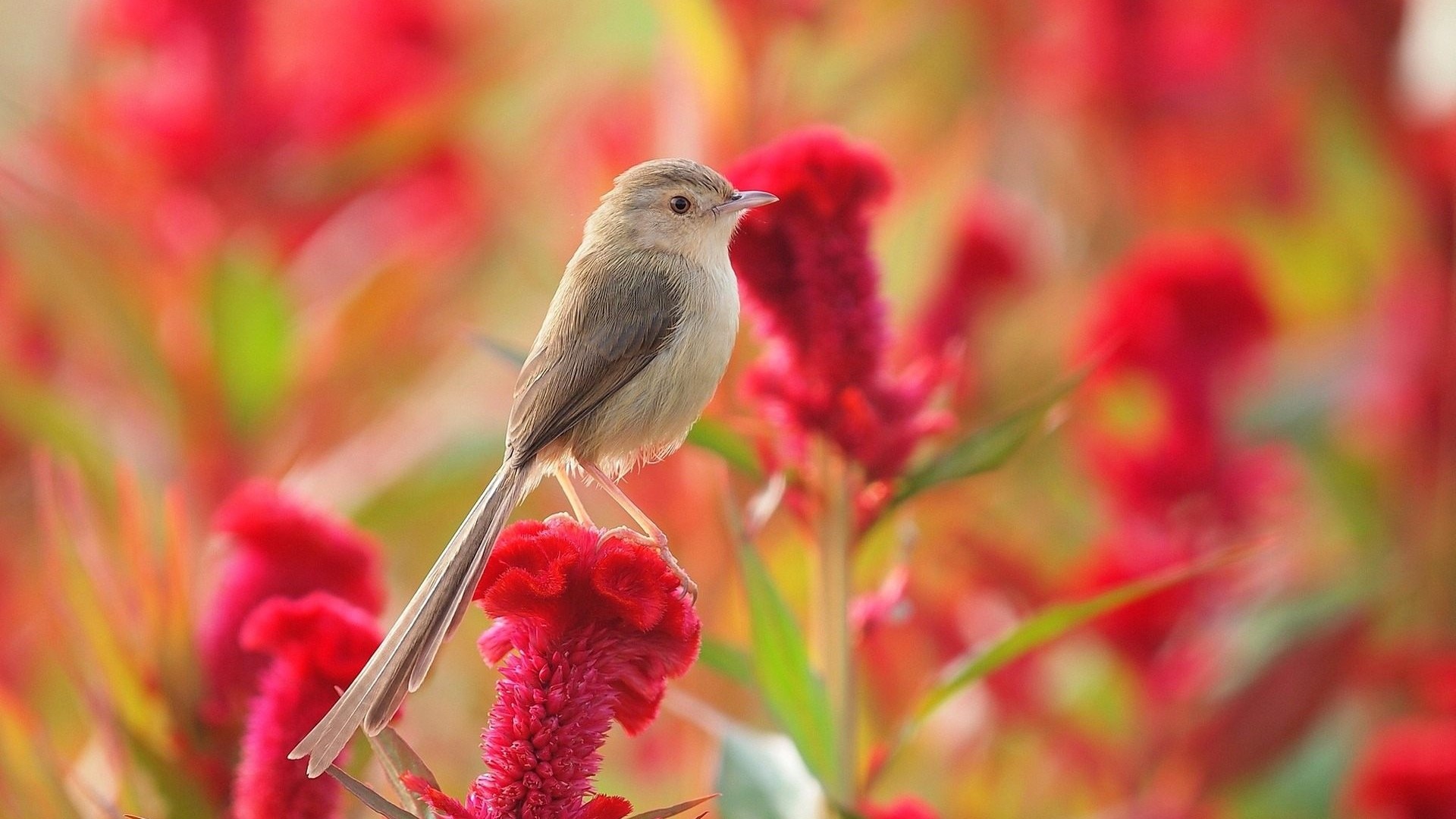 A small bird perched on a red flower HD Wallpaper
