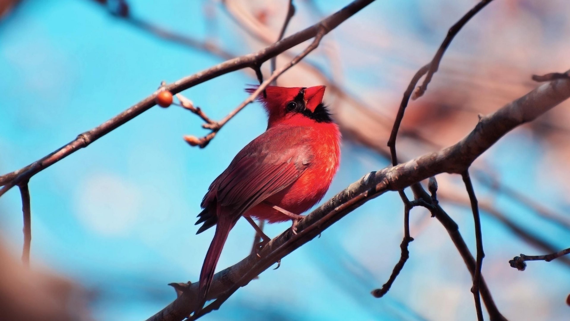 Red Cardinal perched on a branch HD Wallpaper