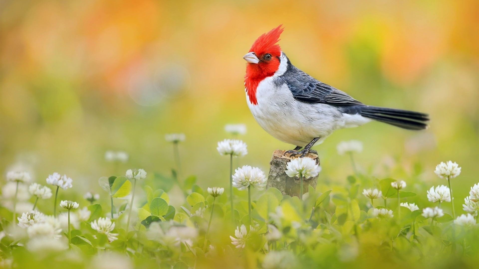 Red-crested cardinal bird on a tree stump HD Wallpaper