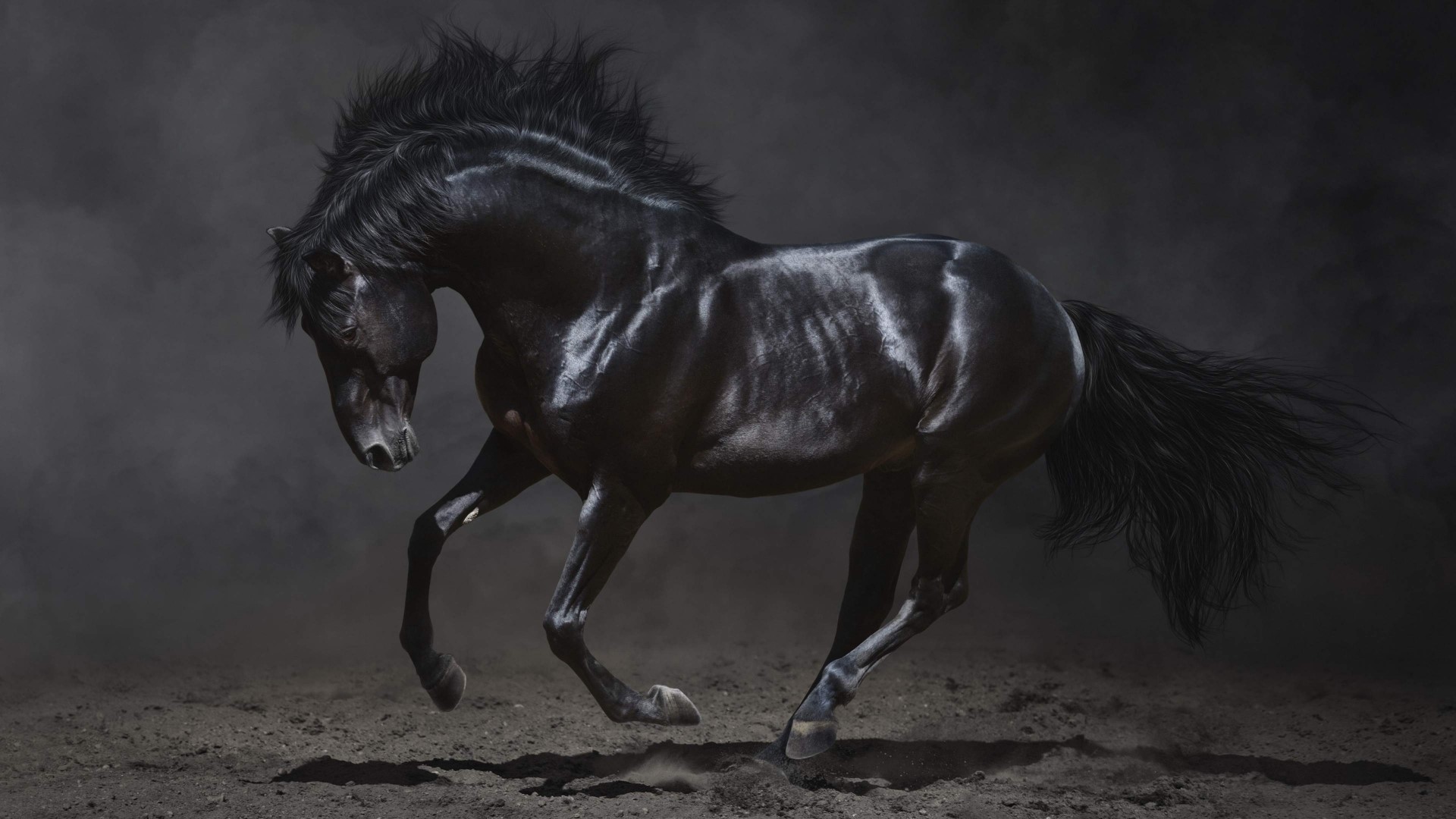 A black horse running in the dark HD Wallpaper