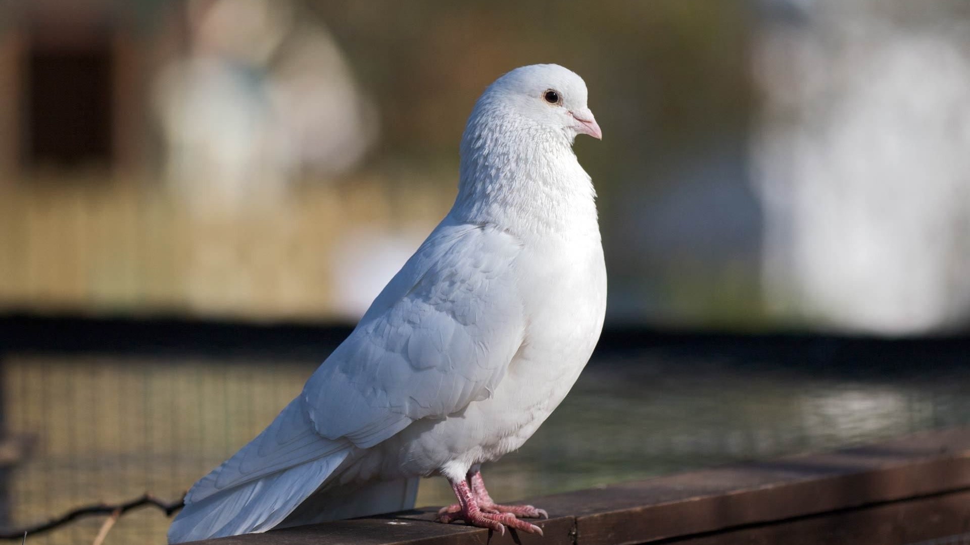 White Homing Pigeon Bird HD Wallpaper