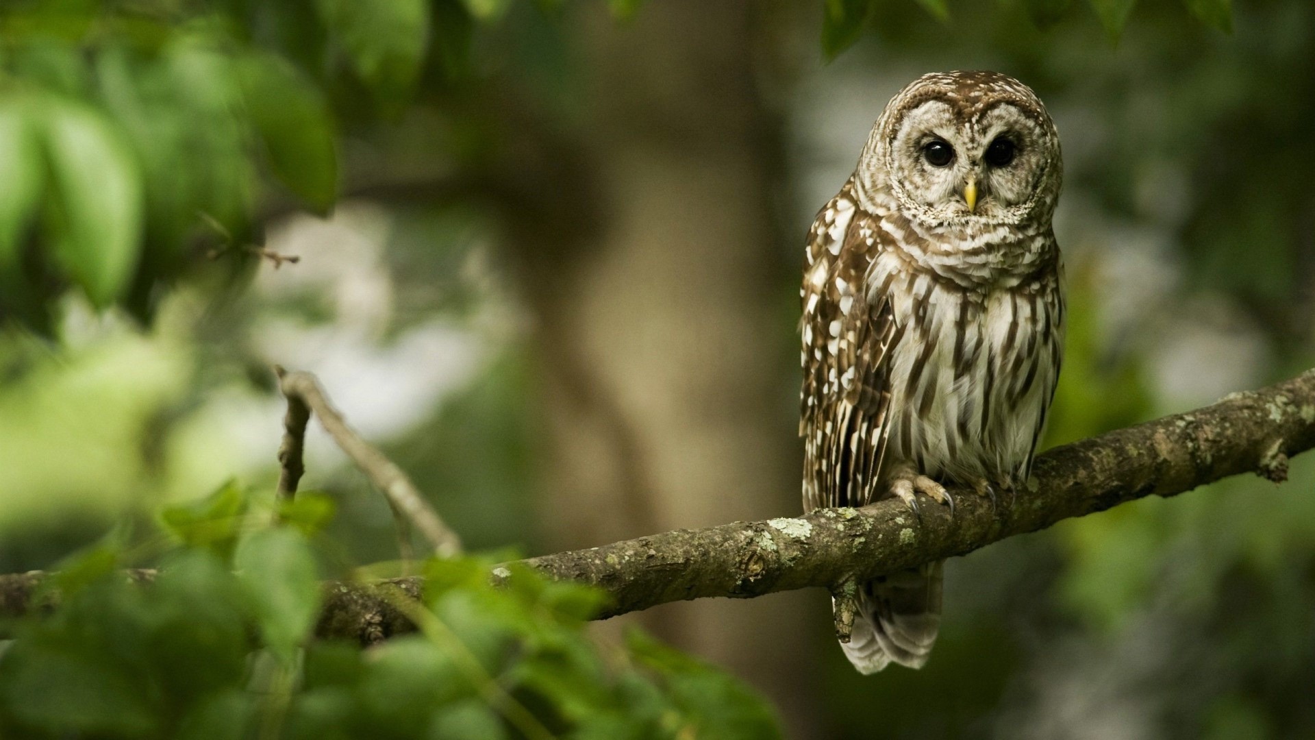 Barred Owl perched on a tree branch HD Wallpaper