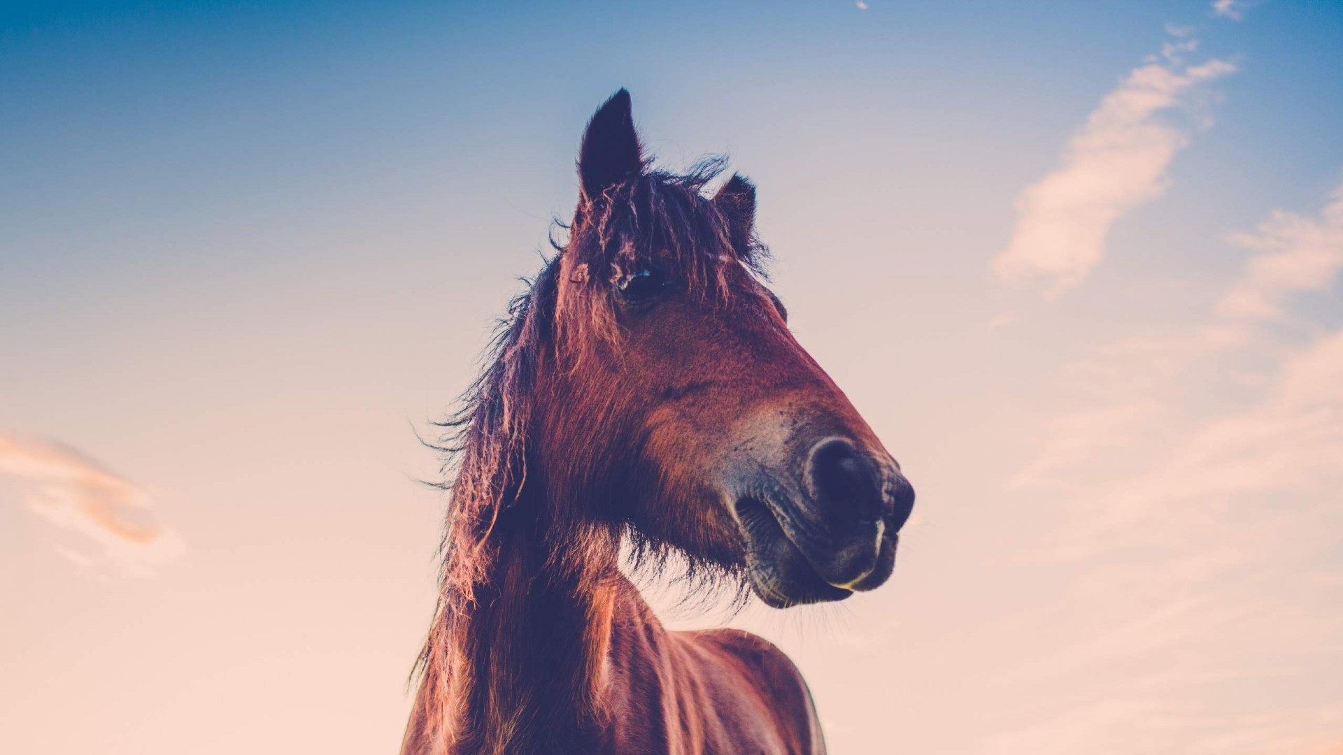 Brown horse head against a blue and pink sky HD Wallpaper