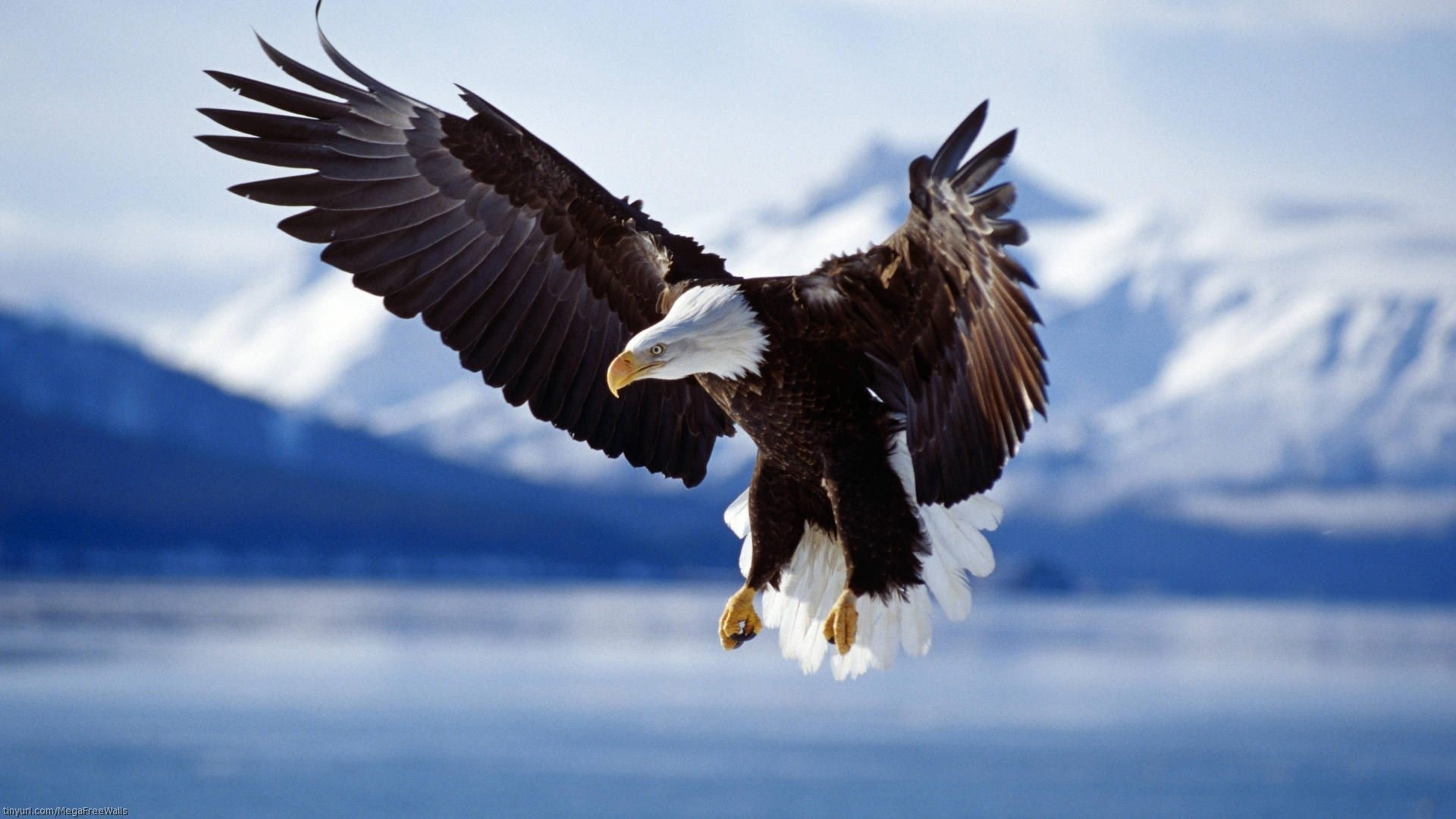 Bald Eagle in Flight Over Mountains HD Wallpaper
