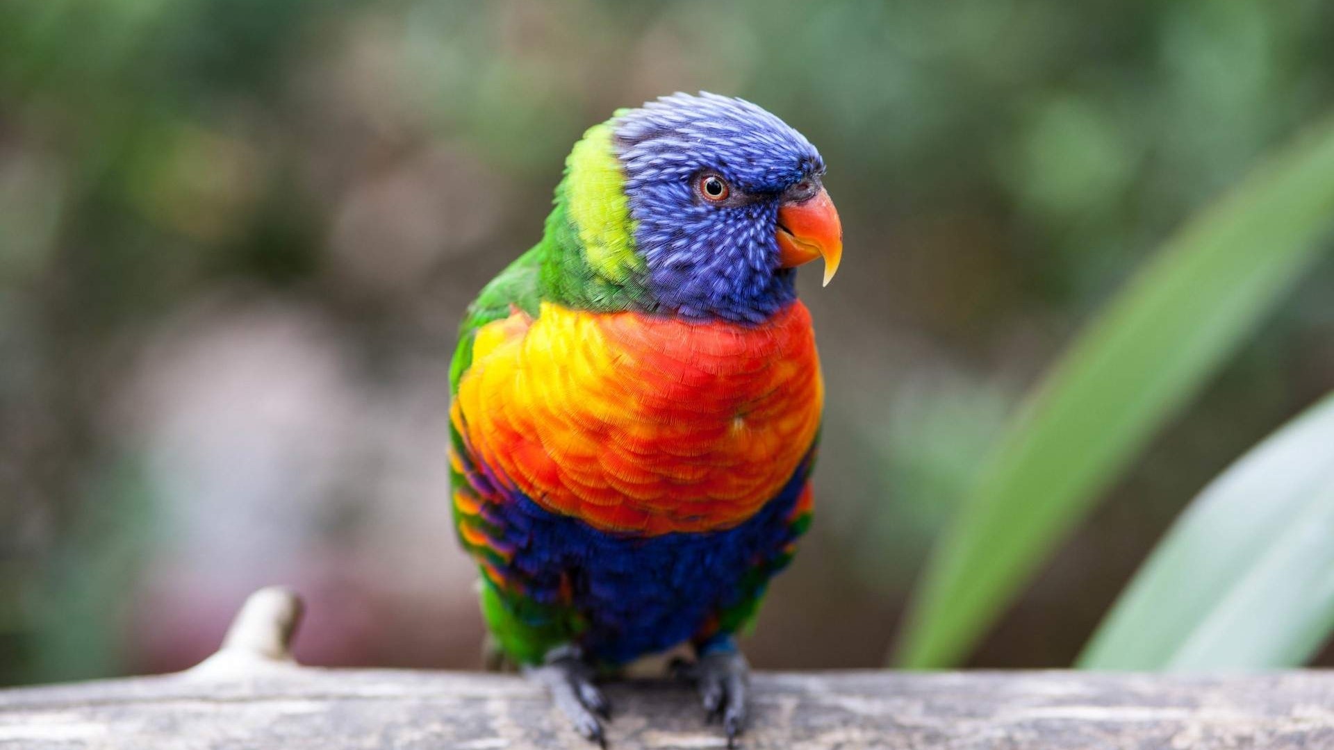 Rainbow Lorikeet perched on a branch HD Wallpaper
