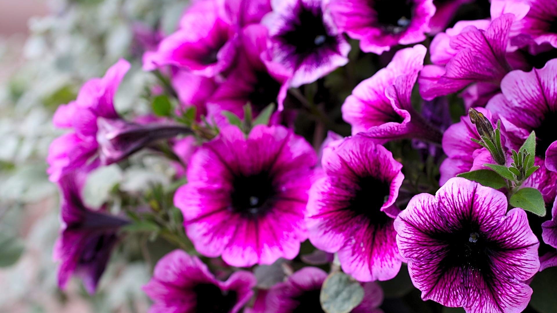 Purple Petunias with Dark Centers HD Wallpaper