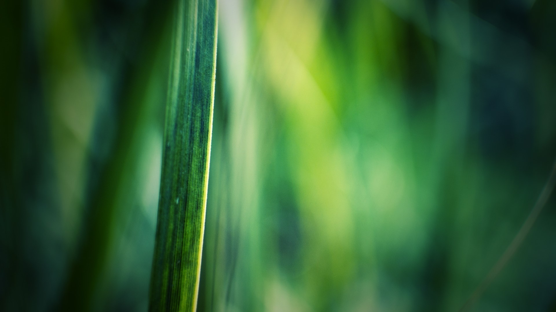 Close up of a green leaf with blurred background HD Wallpaper