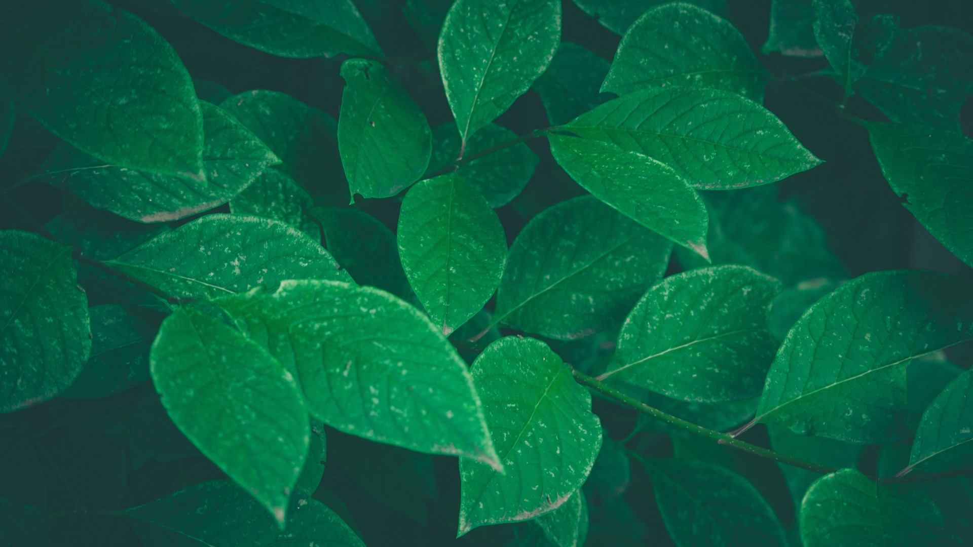 Close-up of green leaves HD Wallpaper