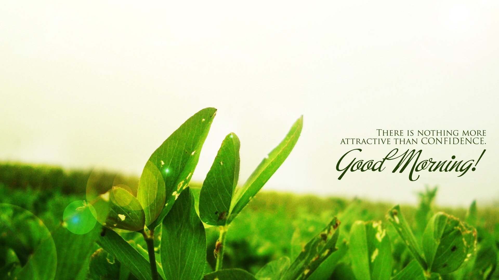 Good Morning quote with green leaves HD Wallpaper