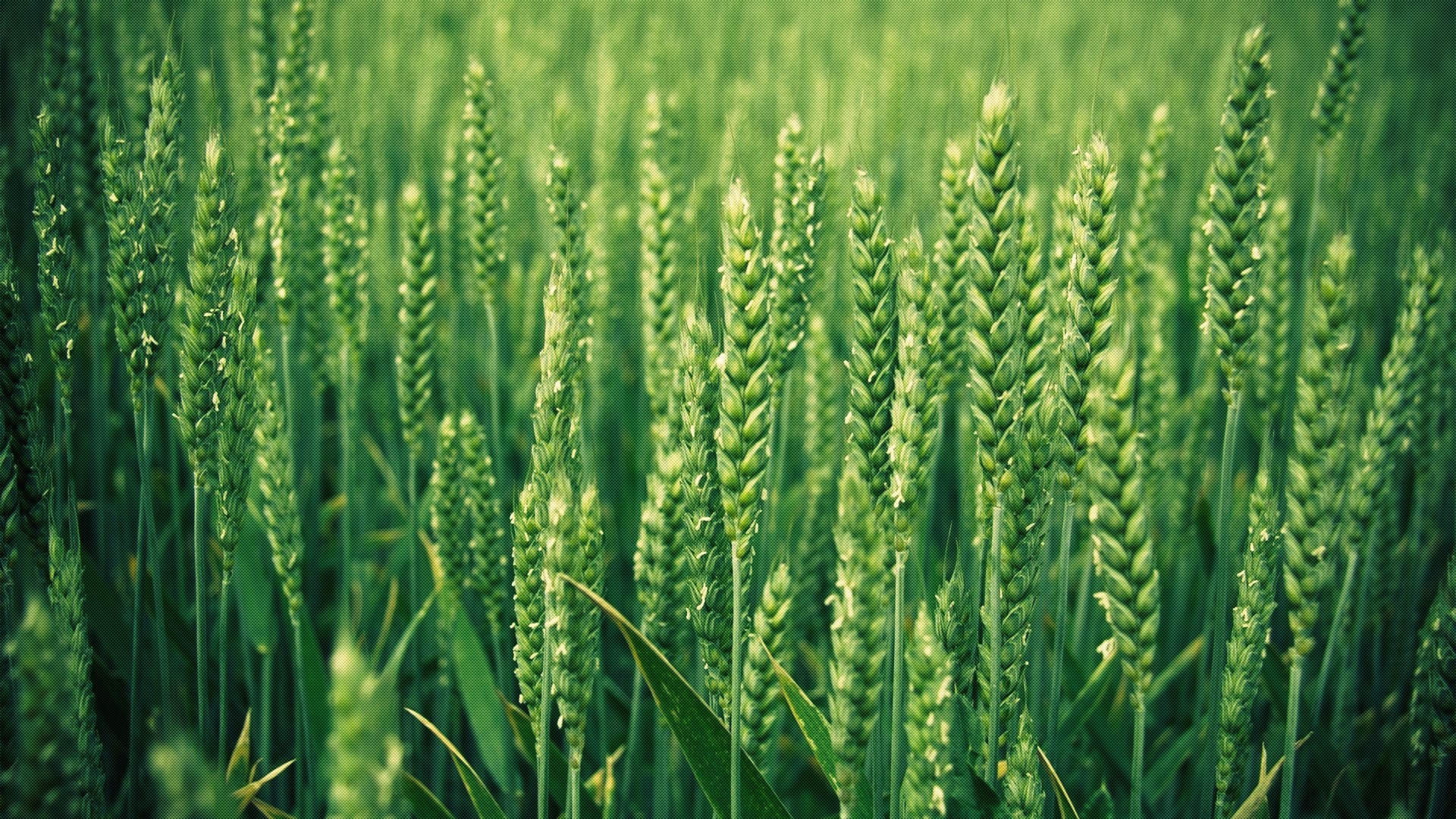 Green wheat field close-up HD Wallpaper