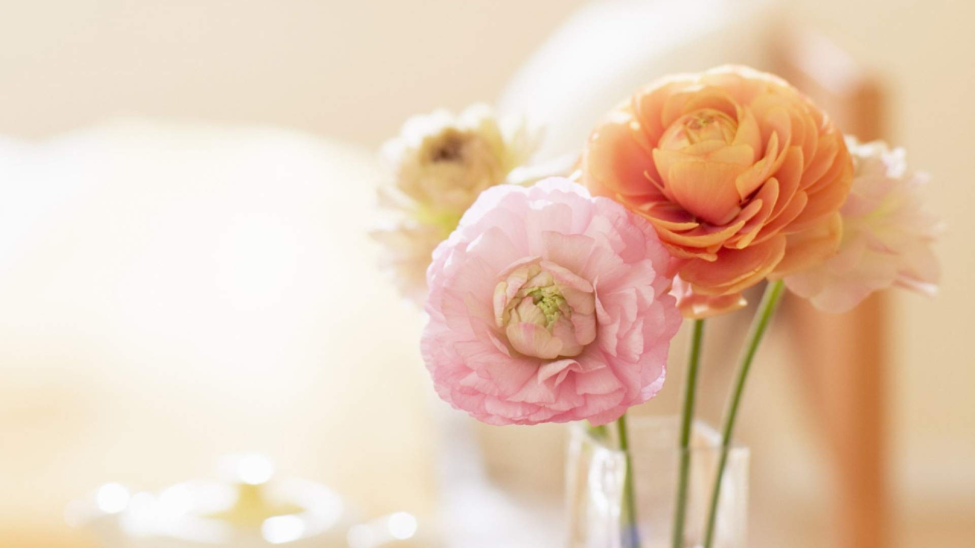 Pink and orange ranunculus flowers in a vase HD Wallpaper