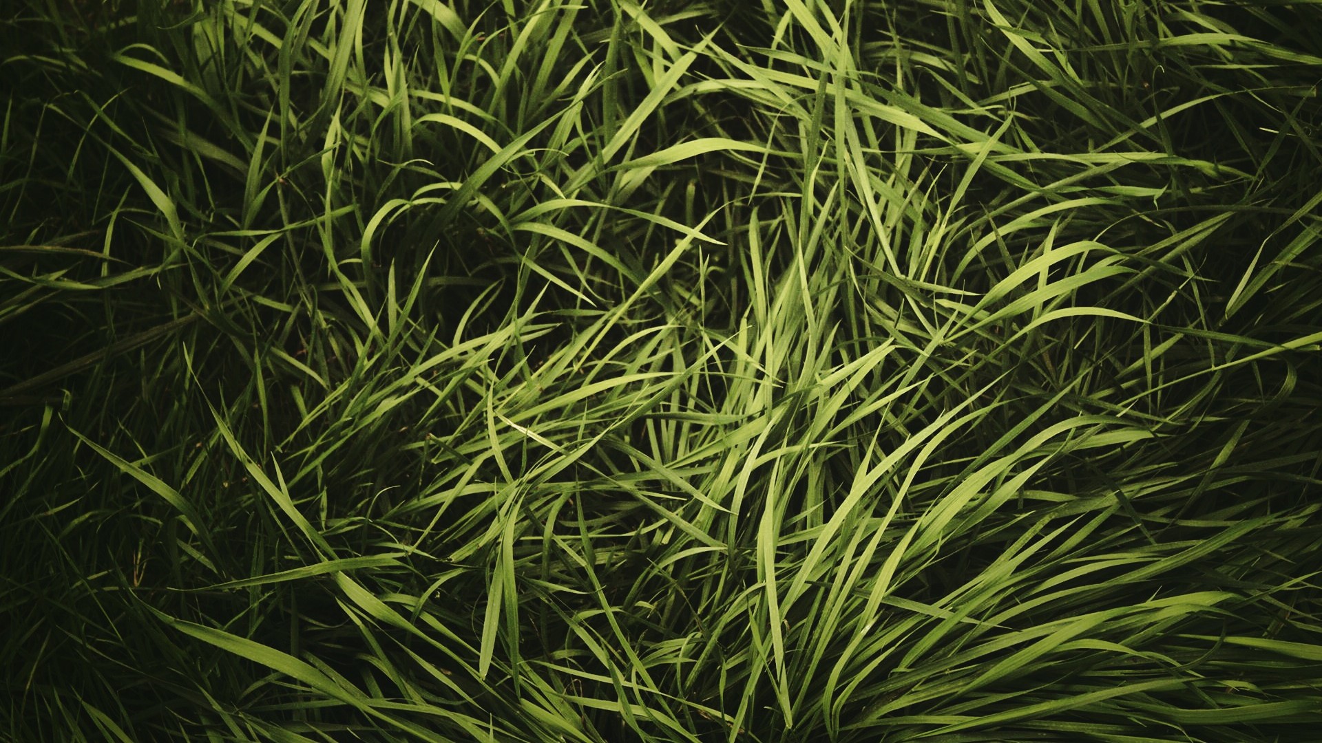 Green Grass Texture Vignette HD Wallpaper