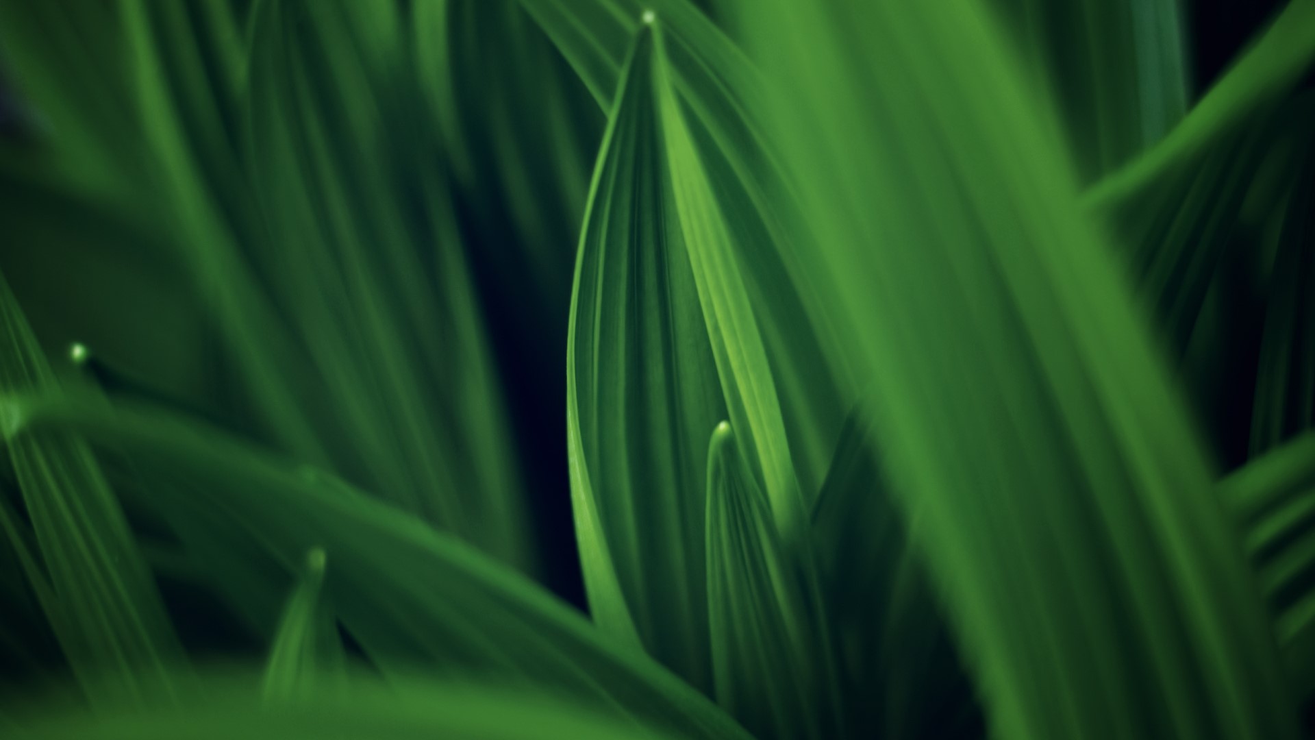 Green Plant Leaf Close Up HD Wallpaper