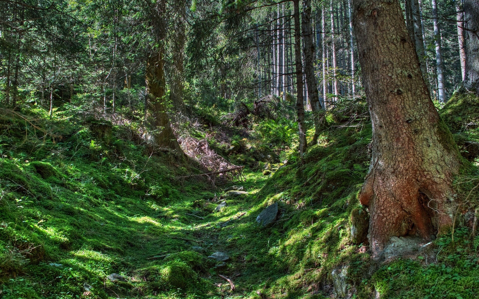 Mossy forest floor with tall trees and sunlight HD Wallpaper