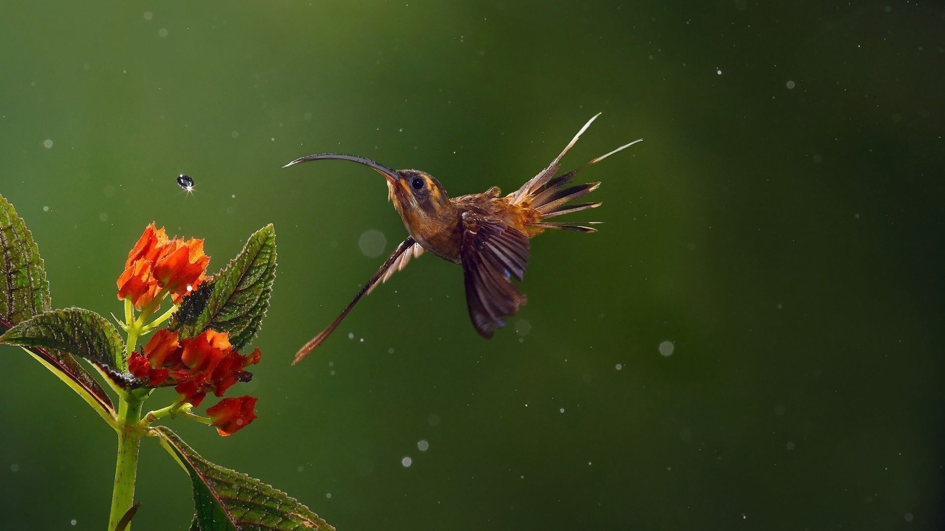 Hummingbird with long beak near orange flowers HD Wallpaper