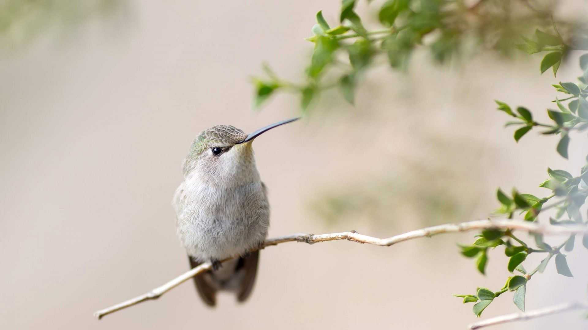 Hummingbird perched on a branch HD Wallpaper