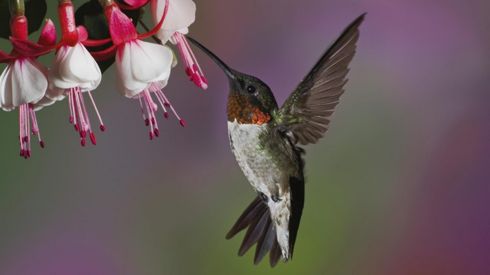 Hummingbird feeding on fuchsia flowers HD Wallpaper