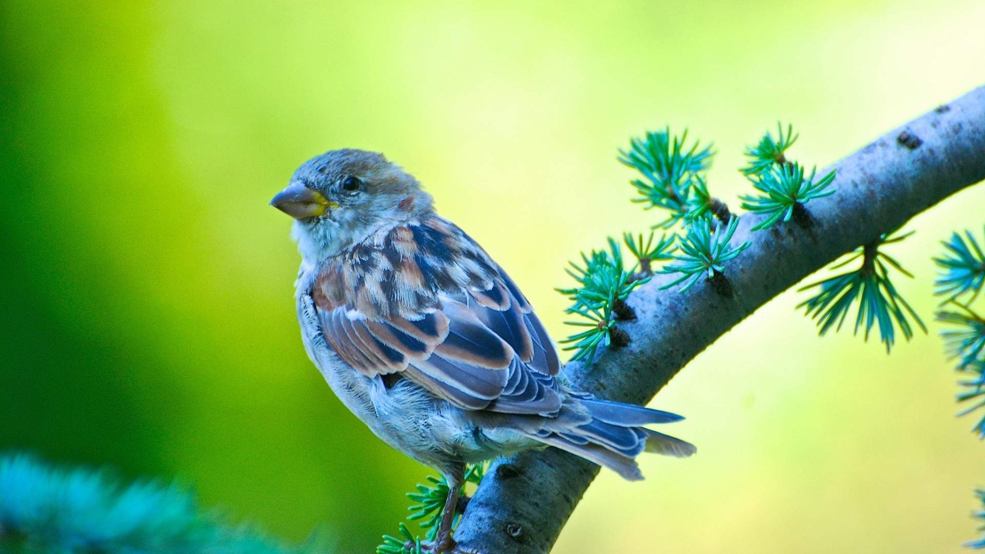 House Sparrow on a branch HD Wallpaper