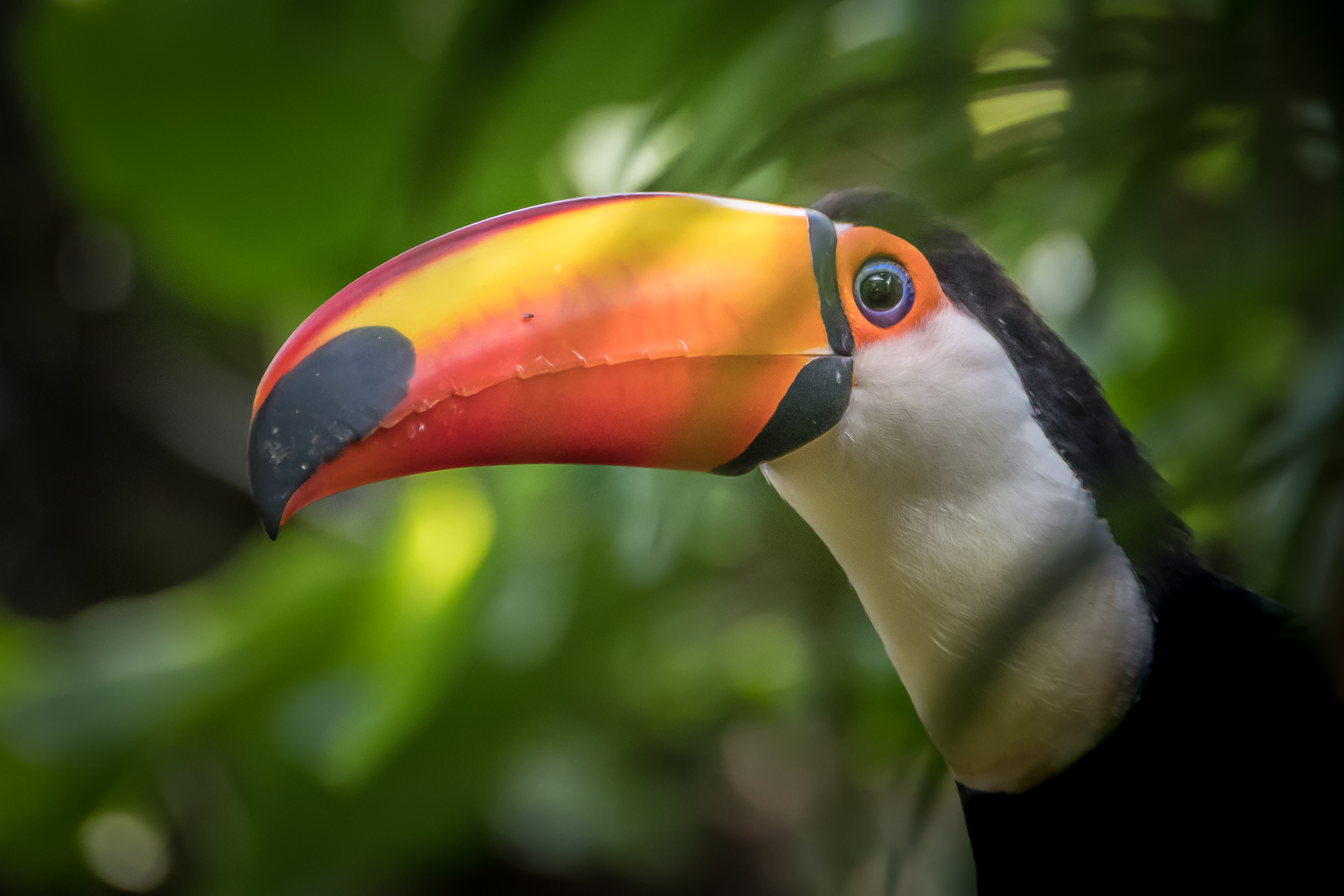 Toco toucan with colorful beak HD Wallpaper
