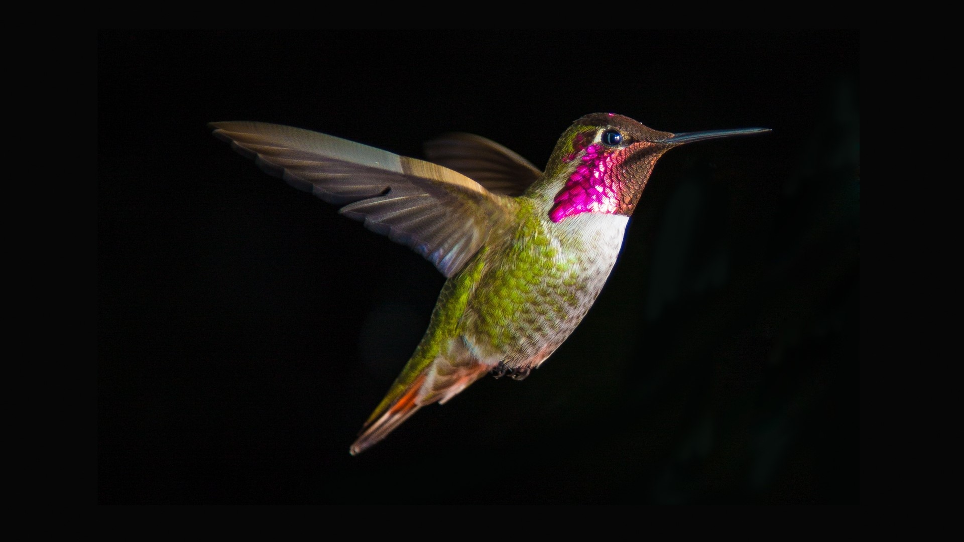 Hummingbird in flight against a dark background HD Wallpaper